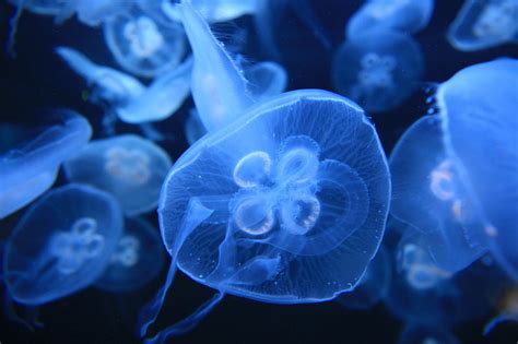 Scientists have now used a mathematical model to investigate how these cnidarians. . Moon jellyfish behavioral adaptations